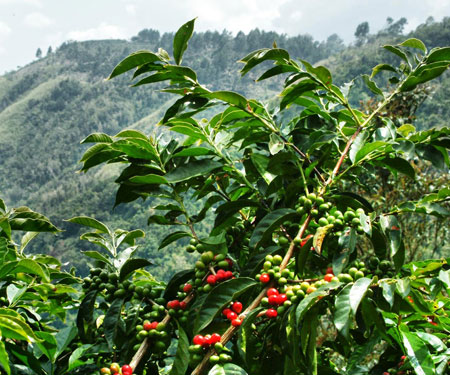 bali farm tour