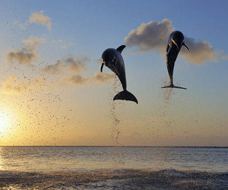 lovina dolphin
